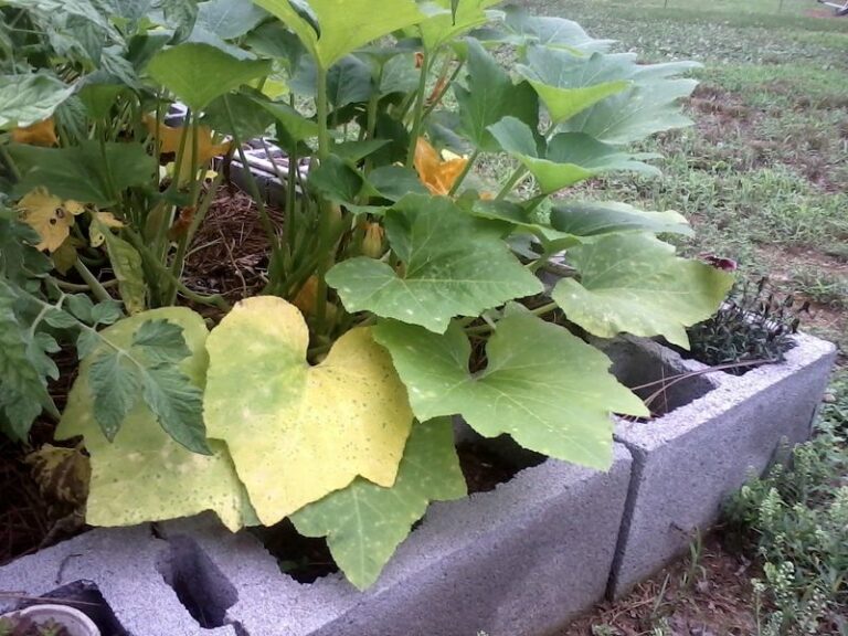 If Your Summer Squash Leaves Are Yellowing Between the Veins, It May Be a Magnesium Problem – Diagnose Before You Treat
