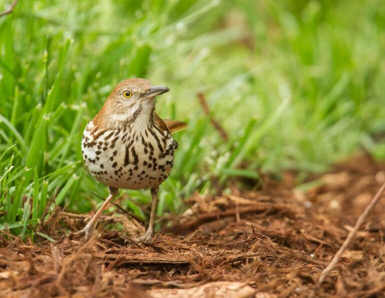 What It Really Means When Brown Thrashers Start Working Your North Carolina Garden Beds and How They Quietly Clear the Grubs and Ticks