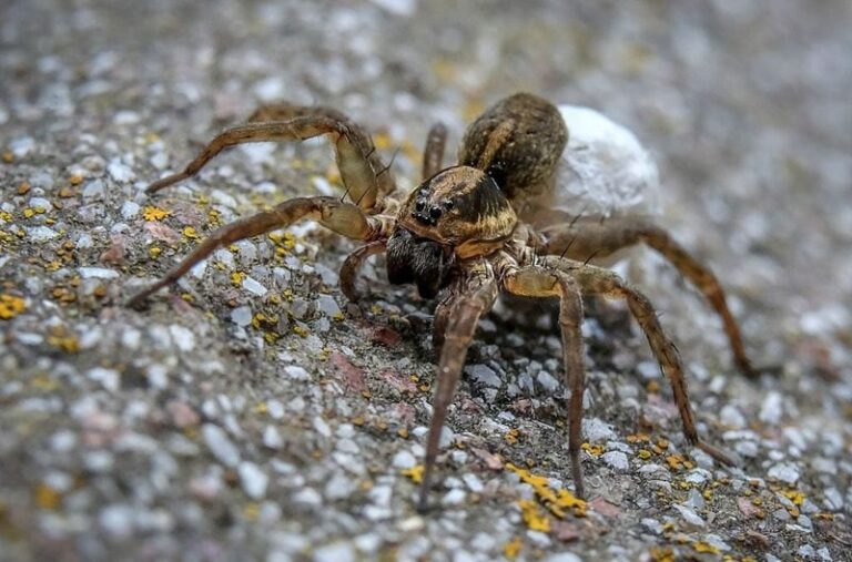What It Really Means When Wolf Spiders Show Up on Your North Carolina Porch and Why They’re Hunting the Bugs You Want Gone
