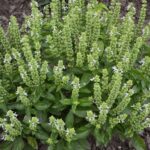 Your Basil Bolts to Flower in July – It’s Not the Heat, It’s the Harvest Cut You’re Skipping