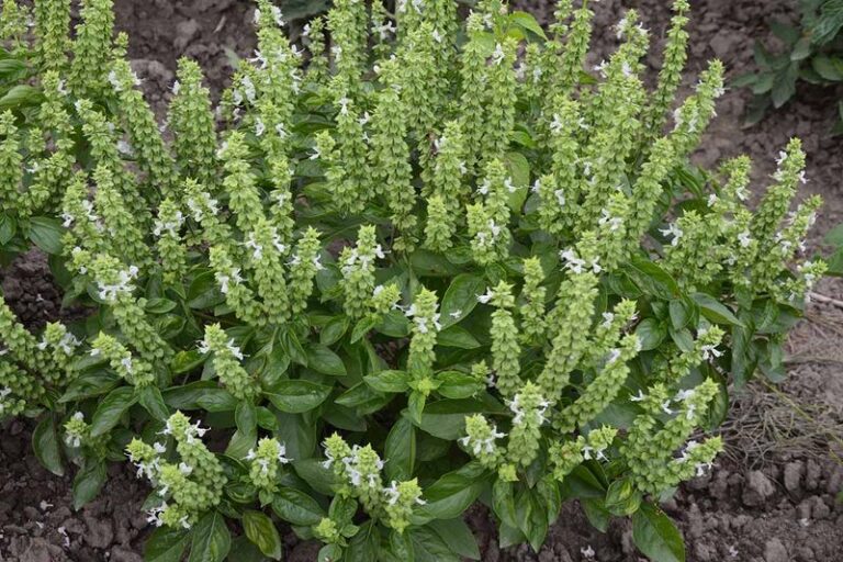 Your Basil Bolts to Flower in July – It’s Not the Heat, It’s the Harvest Cut You’re Skipping