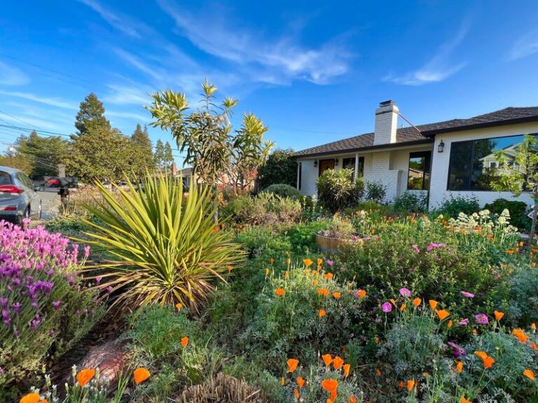 The California native shrubs that replace crape myrtle along your walkways and feed pollinators through the dry summer