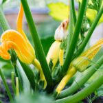If your zucchini keeps dropping every blossom in this heat, the flowers are telling you something before the fruit ever forms