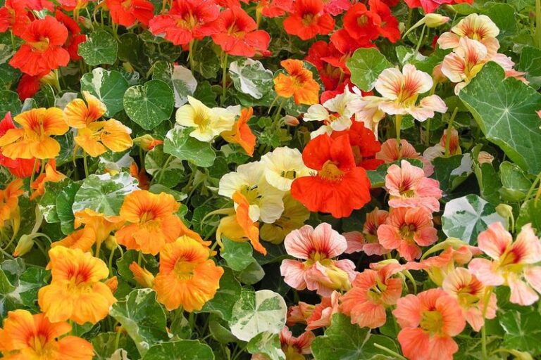 28 Reasons Nasturtiums Are the Easy Garden Win You Should Plant Instead of Fussier Flowers