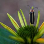 The Texas Flowering Plants Whose Nectar Adult Fireflies Actually Come Back to Feed On