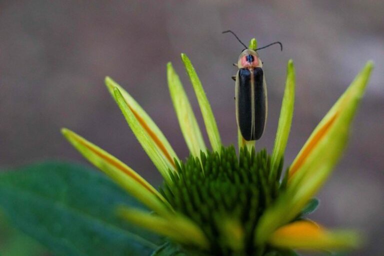 The Texas Flowering Plants Whose Nectar Adult Fireflies Actually Come Back to Feed On