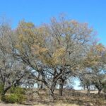 Oak Wilt, Not an Invasive Insect, Is the Real Threat to Texas Oak Trees