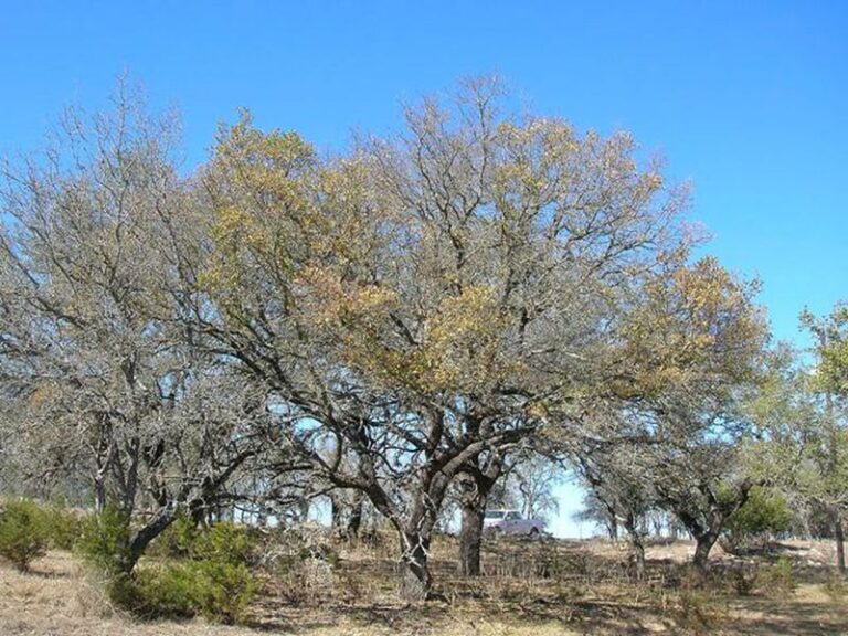 Oak Wilt, Not an Invasive Insect, Is the Real Threat to Texas Oak Trees