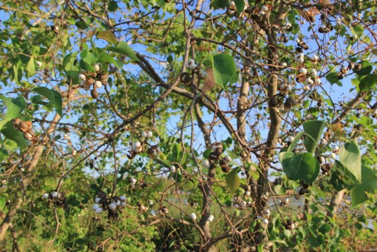 This Invasive Texas Tree Gets Less Notice Than Fire Ants but Quietly Wipes Out Native Habitat