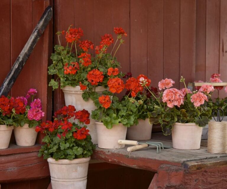Your Potted Geraniums Sulk When the Feeding Is Off – Here’s the Fertilizer Routine That Wakes Them Up
