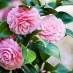 If Peonies Won’t Thrive Where You Live, This Tough Flower Will Take Over the Job