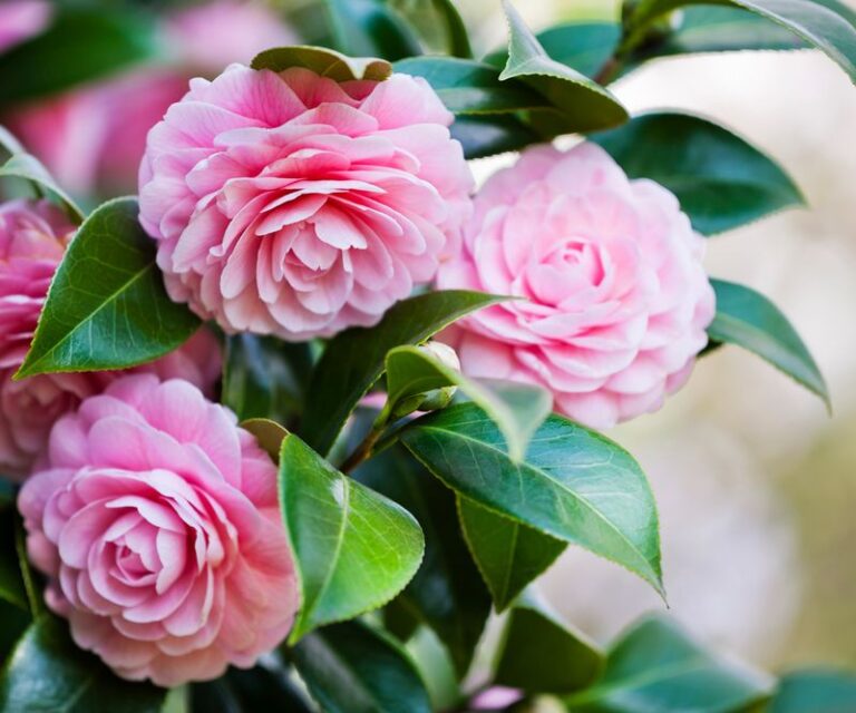 If Peonies Won’t Thrive Where You Live, This Tough Flower Will Take Over the Job