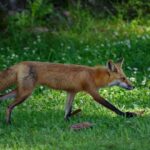 What It Really Means When a Fox Starts Passing Through Your North Carolina Backyard at Dusk