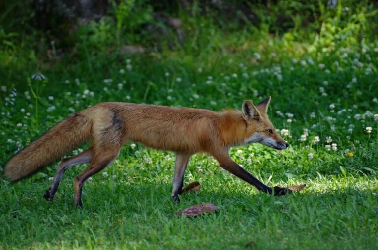 What It Really Means When a Fox Starts Passing Through Your North Carolina Backyard at Dusk