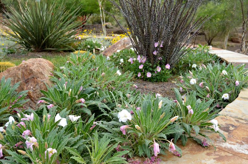 The Native Texas Groundcovers That Choke Out Weeds Better Than Any Bag of Mulch