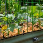 Your Cucumbers Are Growing Big Vines but Setting Almost No Fruit – One Feeding Change Flips It