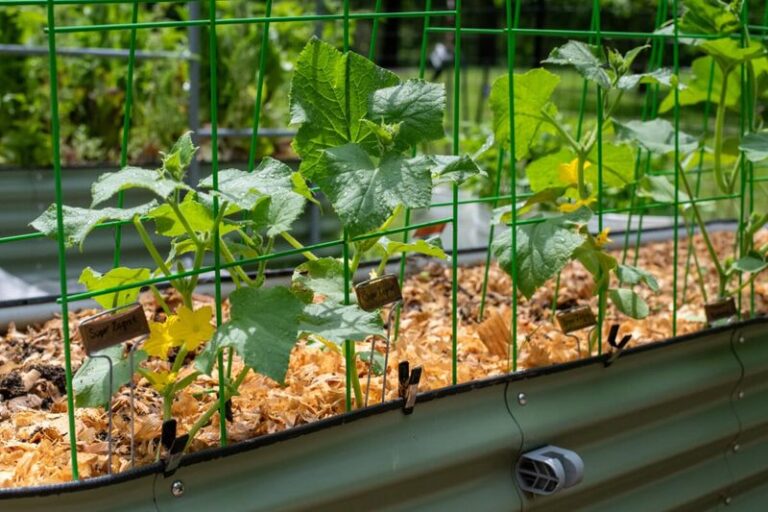 Your Cucumbers Are Growing Big Vines but Setting Almost No Fruit – One Feeding Change Flips It
