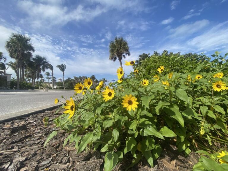 This Native Flower Quietly Replaces the High-Maintenance Annual Beds South Florida Keeps Replanting
