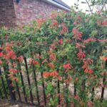 Why Coral Honeysuckle Is the Native Vine That Turns a Bare Florida Fence Into a Hummingbird Magnet
