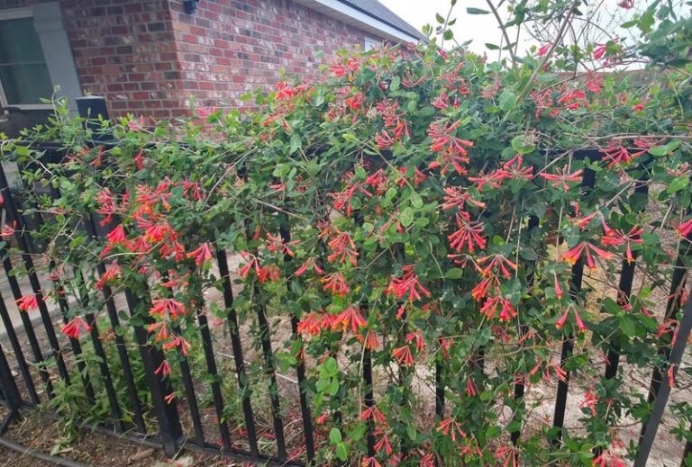 Why Coral Honeysuckle Is the Native Vine That Turns a Bare Florida Fence Into a Hummingbird Magnet