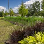 The Low-Water Native Plants Quietly Taking Over Florida Front Yards While the Turf Struggles This Summer