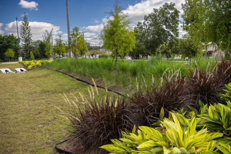 The Low-Water Native Plants Quietly Taking Over Florida Front Yards While the Turf Struggles This Summer