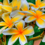 Protecting Florida Plumeria Active Growth for Summer Blooms