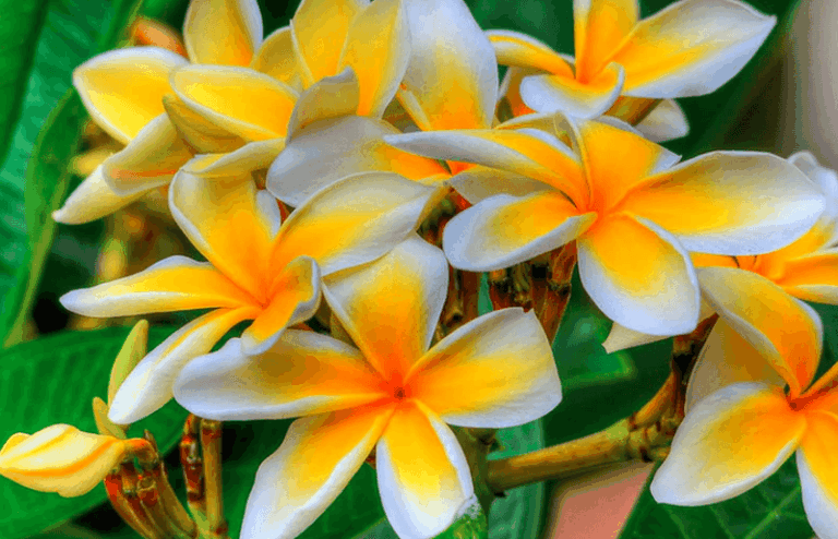 Protecting Florida Plumeria Active Growth for Summer Blooms