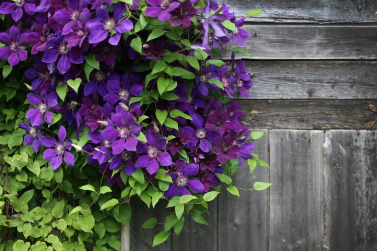 Feed Your Clematis This Way and a Modest Vine Turns Into a Wall of Color