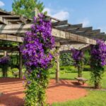 Heat-Loving Texas Vines That Blanket a Pergola Without Ever Arguing With the July Sun