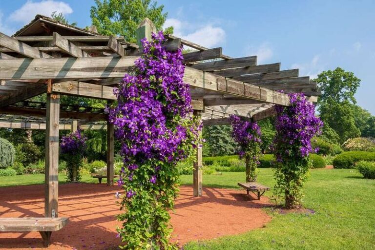 Heat-Loving Texas Vines That Blanket a Pergola Without Ever Arguing With the July Sun
