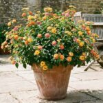 The Comeback Plant That Shrugs Off Texas Heat and Looks Stunning in Pots From June Through September