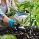 8 Ways Epsom Salt Actually Helps Your Tomatoes and 7 That Quietly Do Damage