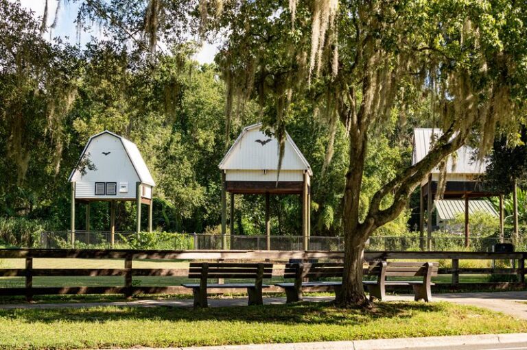 The Florida Bat House Setup That Cuts Your Mosquito Population and the 6 Native Plants That Seal the Deal