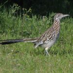 What It Really Means When a Roadrunner Starts Patrolling Your Texas Yard After Years Away