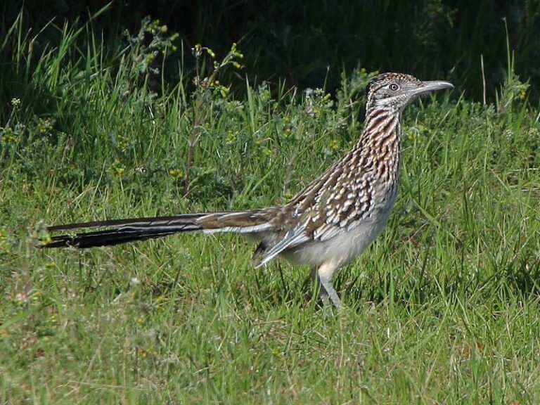 What It Really Means When a Roadrunner Starts Patrolling Your Texas Yard After Years Away