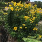 What Your Texas Esperanza Needs Through the August Heat to Keep Blooming Into October