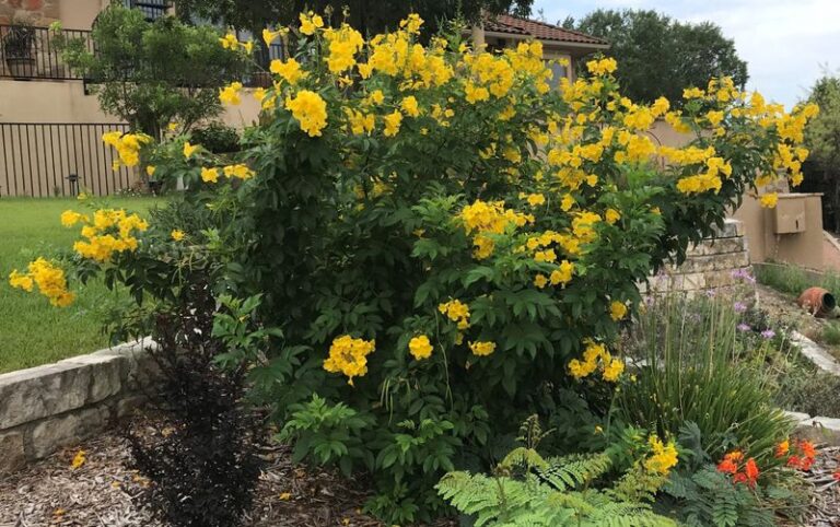 What Your Texas Esperanza Needs Through the August Heat to Keep Blooming Into October