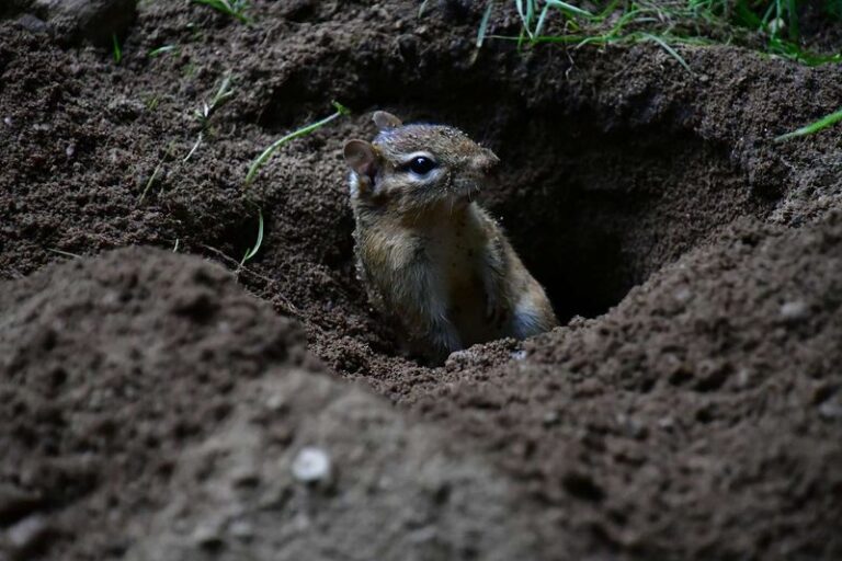 Chipmunks Are Tunneling Under Your Raised Beds – Here’s How to Get Them to Move On