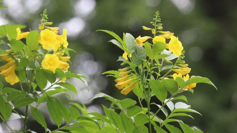 Why More Texans Are Planting Esperanza Right by the Front Door for Blooms Into October