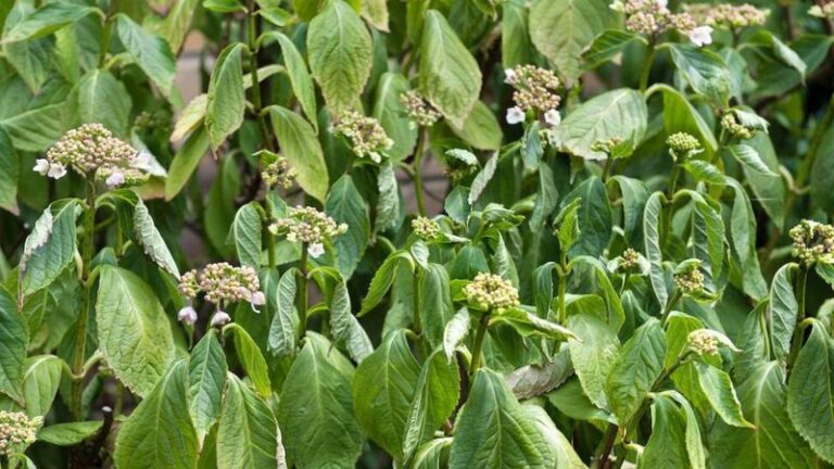 Your Hydrangeas Wilt Every Afternoon – It May Not Be Thirst, It May Be the Roots