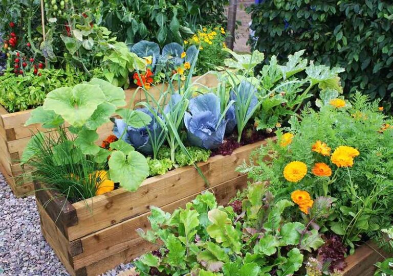 The Edible Florida Front-Yard Plants UF/IFAS Says Look as Good as They Taste