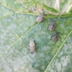 Late July Is a Squash-Bug Scouting Checkpoint, Not a Guaranteed Second Wave