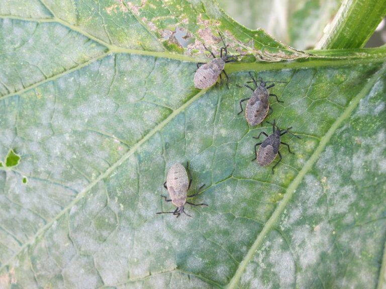 Late July Is a Squash-Bug Scouting Checkpoint, Not a Guaranteed Second Wave
