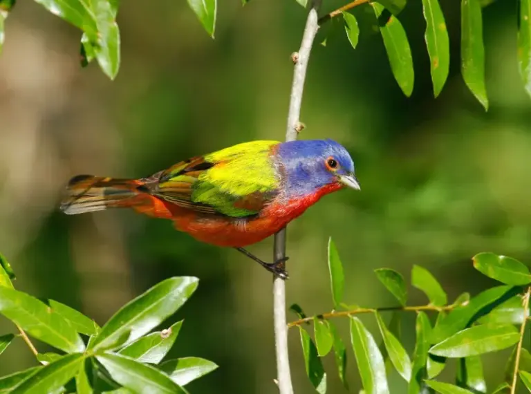 Why Painted Buntings Skip Most Florida Yards — and the Few Changes That Finally Bring Them In