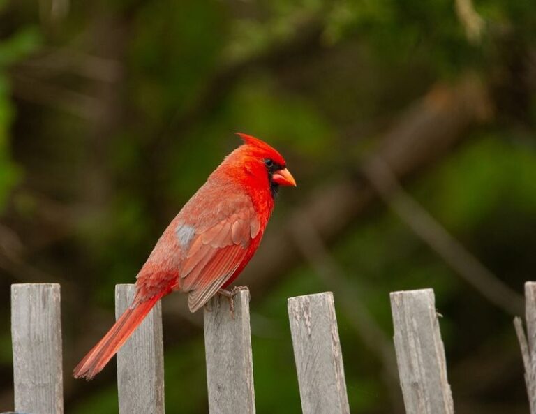 What It Really Means When a Cardinal Keeps Showing Up in Your Florida Yard