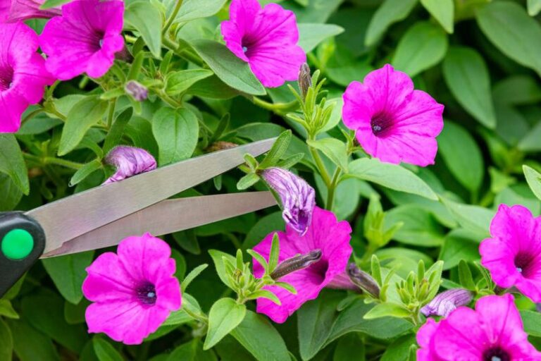 Your Petunias Fizzle by Midsummer — Change This One Habit and the Blooms Keep Coming