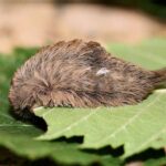 This Texas Caterpillar Draws Less Notice Than a Scorpion but Its Sting Is Every Bit as Brutal
