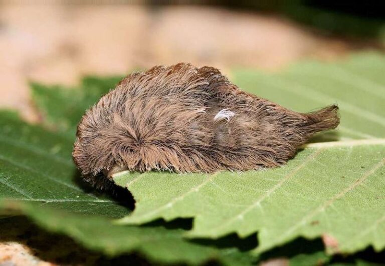 This Texas Caterpillar Draws Less Notice Than a Scorpion but Its Sting Is Every Bit as Brutal