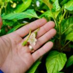 If your potted peppers keep dropping blossoms while the plants look lush, one container feeding habit is usually behind it